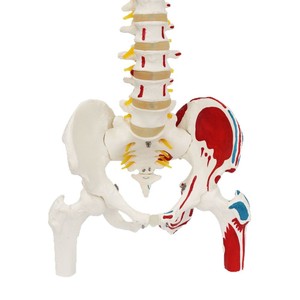 Modèle de colonne vertébrale humaine FRT015, modèle de colonne vertébrale médicale flexible en PVC avec points d'origine et d'insertion musculaire, 85 cm - Product Image 3