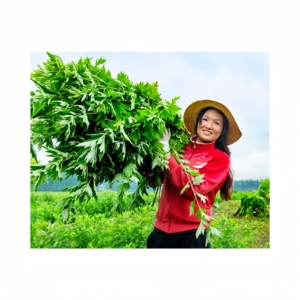 SI JI QI AI Bastoncini di Moxa Premium per il Benessere Femminile Moxa Saffron Mint Selvatica di 3 Anni. Terapia Totale 16-18H. Riscaldamento dell'utero per alleviare i crampi. - Product Image 5