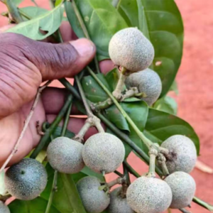 Farmtory brazzein và reb M: thành phần thực phẩm - Product Image 1