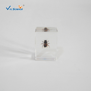 Especímen de Abeja Encapsulado en Resina, Estructura Corporal Completa de Insecto para la Enseñanza y Observación de Biología, CE/ISO/ROHS/CNAS - Product Image 4