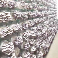 Étagère de culture de champignons galvanisée à chaud, support de culture de champignons comestibles, étagère de production de champignons à grande échelle pour serres