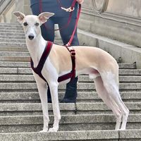 Harnais pour chien Teckel Kleding en forme de Y, rembourré, à double clip, ergonomique, réglable, pour lévrier italien, anti-traction