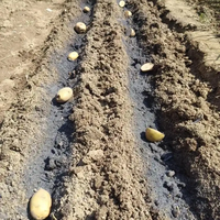 Semoir multifonctionnel pour la plantation de pommes de terre, d'ail et d'oignons, avec fonction de paillage et fertilisation pour petites exploitations agricoles