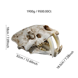 Cráneo de reptil de Tigre con dientes de sable SKE05, modelo de resina de alta precisión, adornos, especímenes de calavera DE LA Edad de Hielo - Product Image 2
