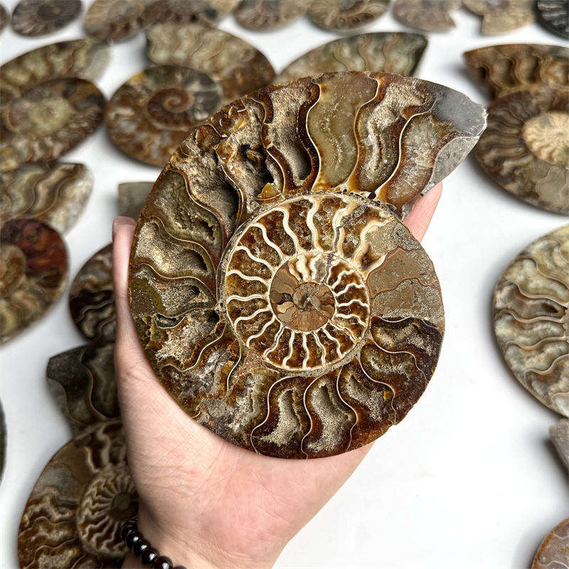 ฟอสซิลหอยทาก แวววาว ชิ้น