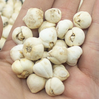 Çin Tabletleri Chuan Bei Mu Çok Satan Yüksek Kaliteli Çin Bitkileri Fritillary Bulb