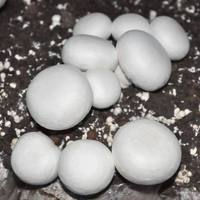 Champignons IQF surgelés Agaricus Bisporus, composant de base pour soupes, certifiés Clean Label et HACCP, pour la vente en gros et le commerce en vrac