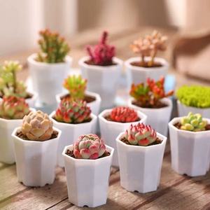 Pots de plantes succulentes modernes et écologiques en plastique Livraison gratuite Plantes vertes Petites plantes succulentes en pot <span class=keywords><strong>Cadeaux</strong></span> pour la maternelle - Product Image 3