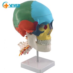 Modèle <span class=keywords><strong>de</strong></span> crâne coloré avec vertèbre cervicale, modèle <span class=keywords><strong>de</strong></span> crâne humain avec vertèbre cervicale - Product Image 2
