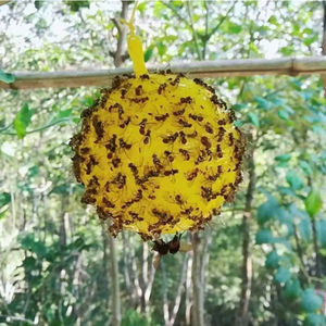 Çiftlikler için haşere kontrolünde sarı/yeşil/turuncu olarak mevcut meyve sineği feromonları ile su geçirmez tutkal tuzağı top - Product Image 2