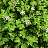 Haie artificielle verticale en plastique anti-UV pour extérieur, toile de fond végétale, mur de gazon artificiel, jardin vertical écologique, vente en gros