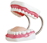 Modelo de Dientes de PVC para Entrenamiento Dental, Modelo de Enseñanza Dental 6 Veces Más Grande y Adorno para Dientes Educativos Médicos