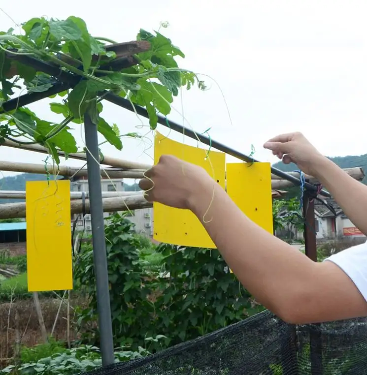 Trampas adhesivas amarillas para insectos voladores, para invernadero, precio al por mayor, alta calidad