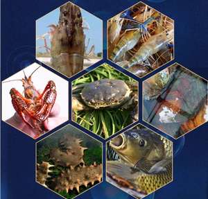 Enterococcus Faecalis Probiotics (Feed Grade <strong>Microecologics</strong>) for Aquaculture Shandong Origin - Product Image 5