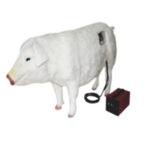 Modèle d'entraînement à l'insémination artificielle porcine Gelsonlab HSBM-531 - Product Image 1