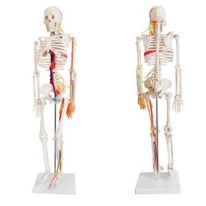 Популярная модель человеческого скелета 85 см с нервами и кровеносными сосудами, модель человеческого скелета - Product Image 1