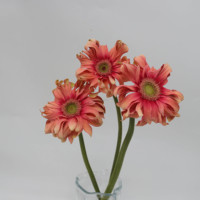 Bunga Gerbera Premium Potongan Segar untuk Dekorasi Buket  Berbagai Varietas Menampilkan Kepala Bunga Besar Berwarna-warni 5 Bunga Potongan Terbaik di Dunia