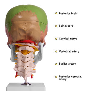 L027A Crâne de couleur modèle de science médicale avec 7 vertèbres <span class=keywords><strong>cervicales</strong></span> Anatomie étude <span class=keywords><strong>squelette</strong></span> pour la formation médicale - Product Image 3