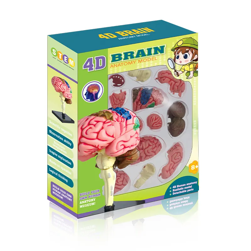 Kit modello di scienza del cervello umano 4D Assembly per bambini giocattoli educativi per l'apprendimento