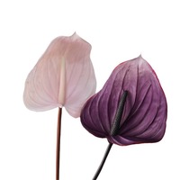 Grandes fleurs d'anthurium bordeaux artificielles en PVC souple, effet toucher réel, pour la décoration de la maison, de mariages et de fêtes.