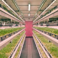 Conteneur de culture hydroponique verticale à haut rendement avec éclairage LED et contrôle précis de l'humidité pour usine de culture
