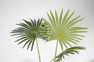 Fausses plantes tropicales artificielles de palmier de 180cm de haut pour les Y8502-7-1PS de décoration d'intérieur - Product Image 3