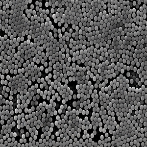 Particules magnétiques fonctionnalisées COOH pour la biologie moléculaire, la purification des protéines, l'isolation de l'ADN et les tests immunologiques - Product Image 6