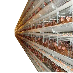 商业电池笼在阿尔及利亚产母鸡待售
