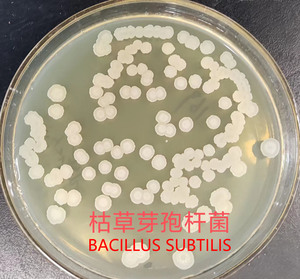 Produzione professionale fornitura di Bacillus Coagulans probiotici 1 Kg marrone Shandong Brahman bovini per la promozione della digestione dei pesci - Product Image 5