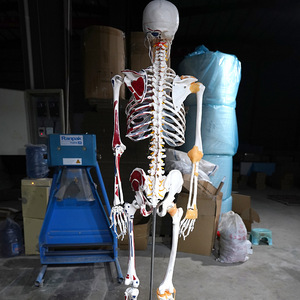 Modèle de coloriage du squelette humain et de la distribution musculaire, modèle de simulation d'échantillon squelettique pour l'enseignement médical, 178 cm - Product Image 2