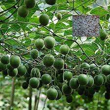 สารให้ความหวานแบบขายส่ง สารสกัดจากไซราเทีย กรอสเวโนรี 90% โมโกรไซด์/30% โมโกรไซด์ บรรจุ 1 กก./ถุง อายุการเก็บรักษา 12 เดือน ยี่ห้อเวียดเดลต้า - Product Image 2