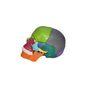 Mini modelo de cráneo codificado por colores (desmontable en 15 partes) - Herramienta educativa de anatomía - Product Image 2