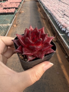 <span class=keywords><strong>Echeveria</strong></span> Agavoides 'Robin', Suculenta Pequeña Ecológica para Decoración Interior/Exterior del Hogar, Ideal para Espacios Pequeños - Product Image 5