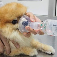 Inhalateur à aérosol pour animaux de compagnie, pour chats et chiens, traitement des maladies respiratoires, 3 tailles, masque en silicone, utilisation en clinique vétérinaire