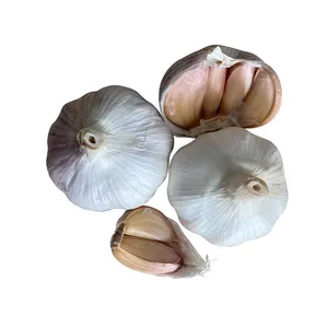 China garlic goods Garlic offer from China/Fresh Chinese 4p Pure White Garlic