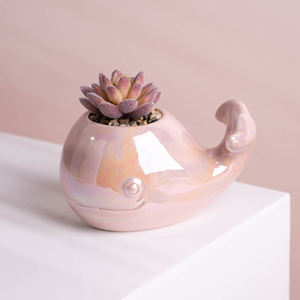 Mini plantes artificielles en <span class=keywords><strong>pot</strong></span>, décoration de bureau, fausses plantes en plastique, <span class=keywords><strong>baleine</strong></span> en céramique, 1 pièce - Product Image 4