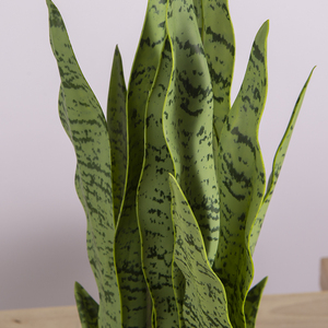 Plantes artificielles <span class=keywords><strong>de</strong></span> 50 cm en plastique, type 'Mother-in-Law's Tongue', pour décoration intérieure - Product Image 5