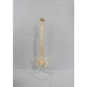 Modèle naturel des grandes ceintures vertébrales, du couteau crânien et des accessoires pelviens, y compris les vaisseaux sanguins et les nerfs ; - Product Image 2