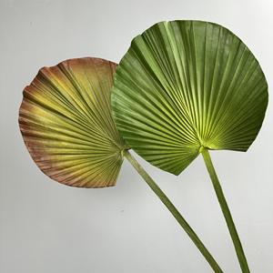 Feuilles de <span class=keywords><strong>palmier</strong></span> rondes à volants simples, feuilles de <span class=keywords><strong>Licuala</strong></span> Grandis, art floral, plantes artificielles, simulation de plantes pour la décoration intérieure - Product Image 1