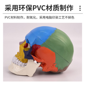 Modèle de crâne humain médical, modèle de crâne simulé à l'échelle 1:1, Département de Neurologie, Modélisation fonctionnelle colorée des zones du crâne - Product Image 5
