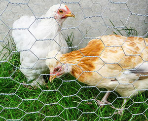 Chất lượng cao mạ kẽm lục giác gà dây lưới lưới gia cầm lưới - Product Image 6