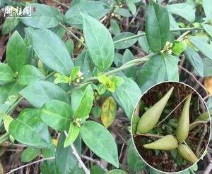 Meilleures ventes en gros : Feuilles de Gymnema séchées en vrac, Gymnema Sylvestre, sachets de thé coupés, extrait de thé coupé TBC, infusions à base de plantes en vrac - Product Image 6