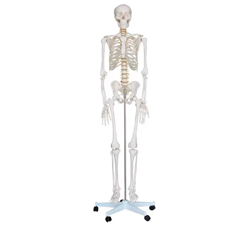 PNT-0101h full size adult skeleton model