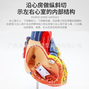 Modèle d'anatomie du cœur humain, échantillon de cœur à ultrasons Doppler couleur, modèle de cœur, modèle de structure cardiaque, agrandi 2 fois. - Product Image 4
