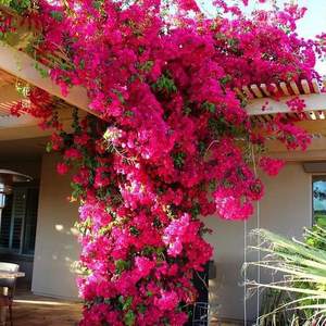 แจกันทรงกระบอกสีขาวสำหรับตกแต่งห้องนั่งเล่นการจัดดอกเฟื่องฟ้าสีชมพูสดใส - Product Image 4