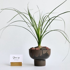 Maceta Pequeña de Terracota con Base MSH, Maceta Pequeña para Plantas de Oficina, Musgo, Bonsái y Hoya - Product Image 2