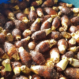 Deliciosas Rodajas de Tallo de Taro Congeladas de 500g, Calidad Superior, Envasadas al Vacío, de Vietnam - Product Image 3