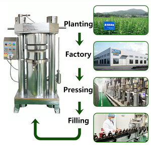 Fábrica al por mayor Aplicaciones versátiles Máquina de aceite prensado en frío Máquina exprimidora de aceite Prensa de aceite hidráulico de aguacate y cacao - Product Image 3
