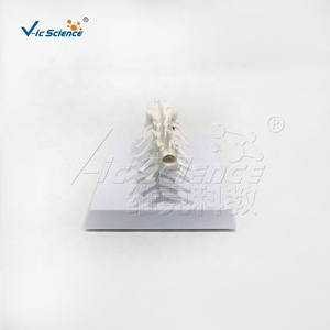 Modelo de Columna Vertebral Canina, <span class=keywords><strong>Esqueleto</strong></span> de <span class=keywords><strong>Perro</strong></span>, <span class=keywords><strong>Esqueleto</strong></span> Animal, <span class=keywords><strong>Esqueleto</strong></span> Canino, Enseñanza de Zootecnia, Columna Lumbar Canina - Product Image 5