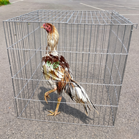 Cages pliables pour coqs de combat, en treillis métallique galvanisé soudé sur mesure, revêtement PVC, avec porte d'accès supérieure